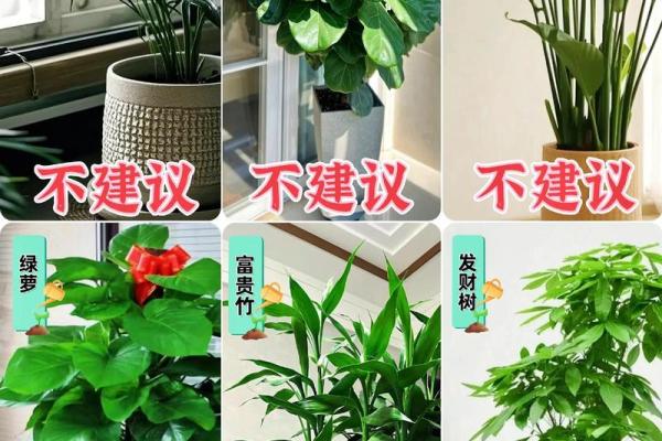 假花放在哪里不会影响家里风水呢