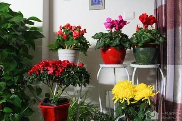 假花放在哪里不会影响家里风水呢