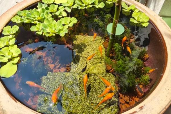 风水观点养鱼养几条旺财风水