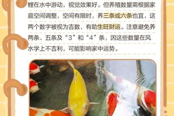 风水观点养鱼养几条旺财风水