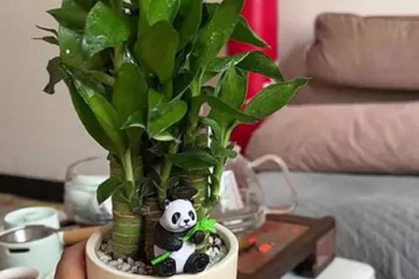 家中养富贵竹风水有讲究