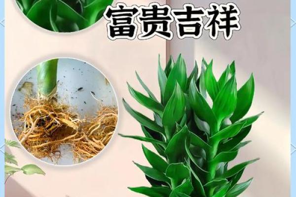 家中养富贵竹风水有讲究