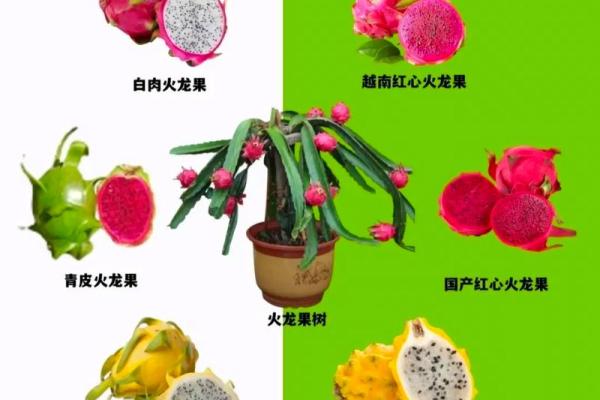家里种火龙果影响风水