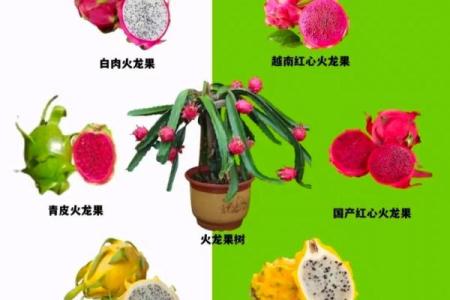 家里种火龙果影响风水