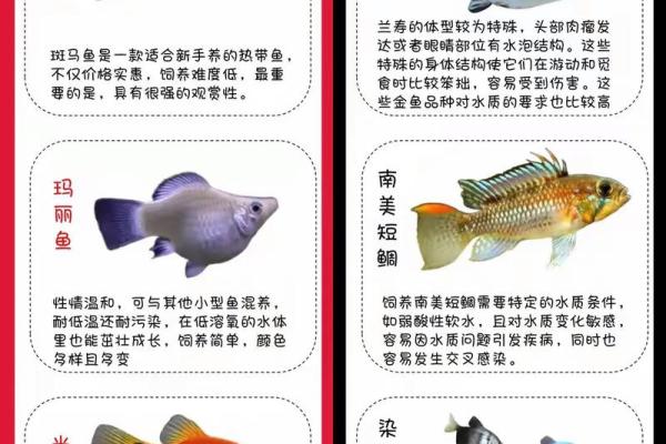 养鱼养几条好-千万注意条数对风水也有大影响