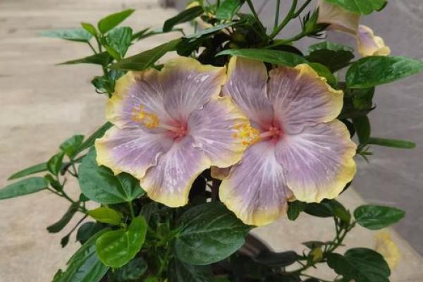扶桑花与风水 扶桑花与风水有关吗