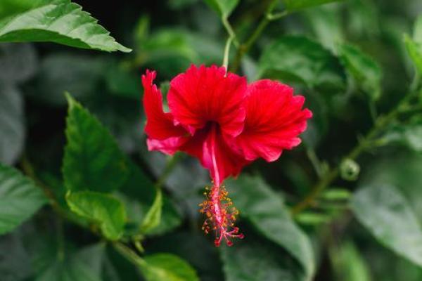 扶桑花与风水 扶桑花与风水有关吗