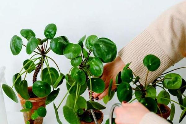 风水学用什么植物打扫房子