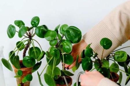 风水学用什么植物打扫房子