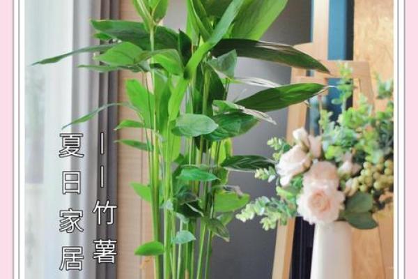 竹芋风水改善家庭空间气氛