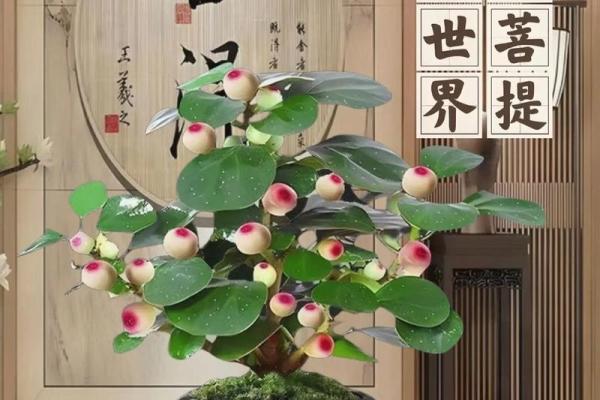 菩提树与家的风水