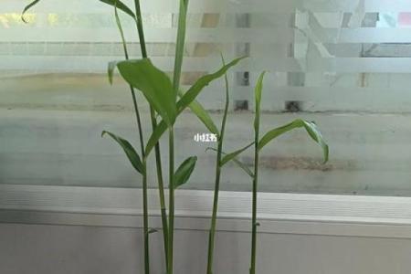 家种姜风水好吗