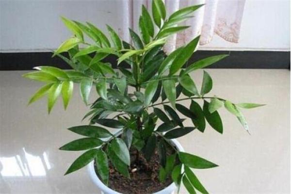 必须知道的风水植物优点有哪些？