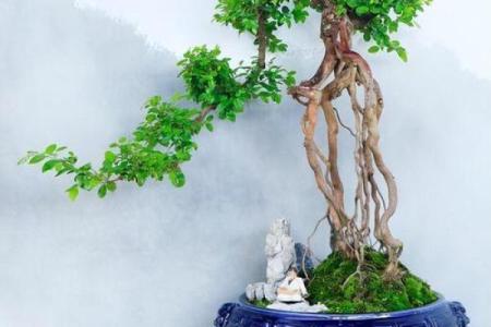 盆景风水_家里摆放什么盆景更好