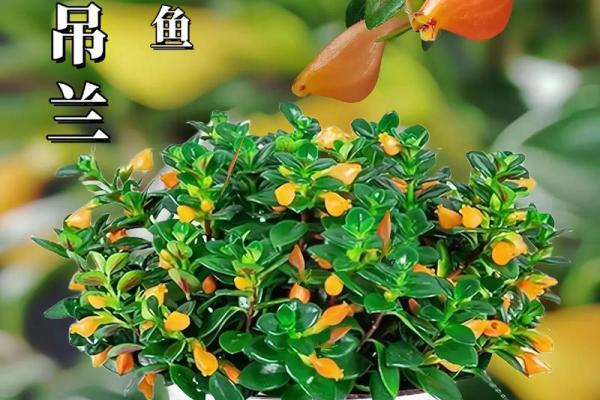 金鱼怎么养？养金鱼需要注意的风水