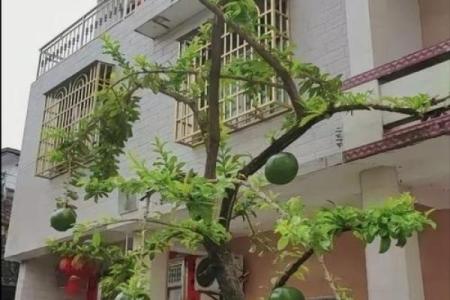 房子屋顶能种柚子树吗风水