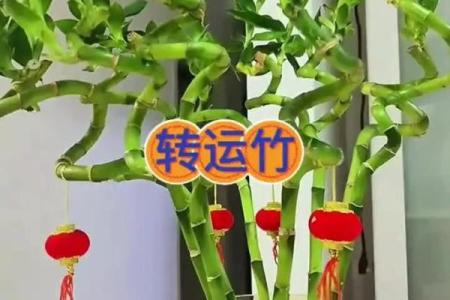 风水上富贵竹养多少颗比较旺财