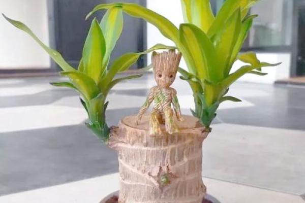 客厅植物摆放，风水摆放小常识