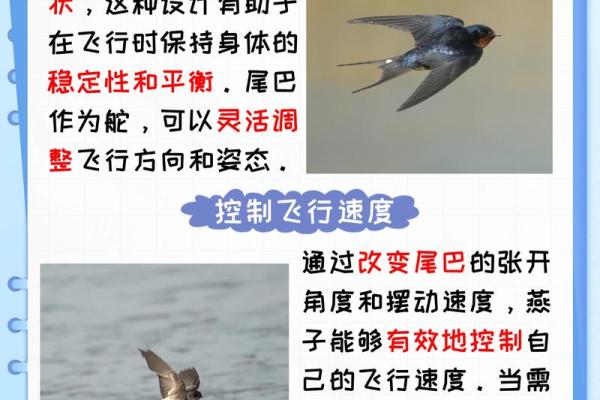 燕子科学风水