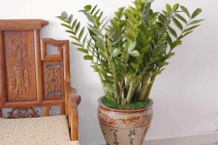 客厅植物摆放，风水摆放小常识