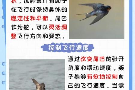 燕子科学风水