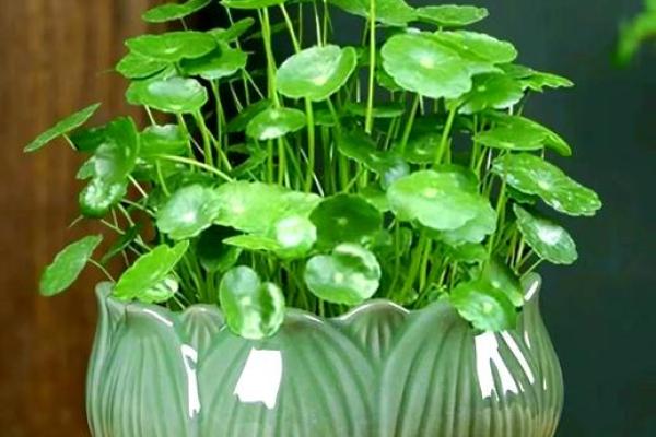 家庭绿植风水 家庭绿植风水好