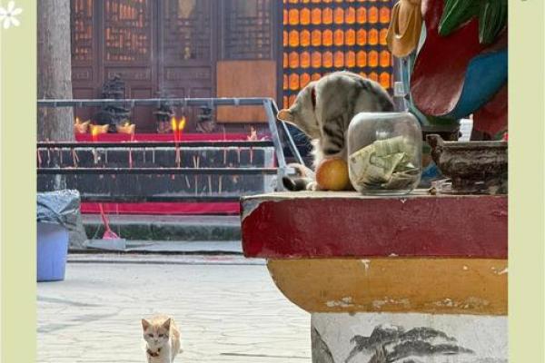 哪里的寺庙有真人算命师傅