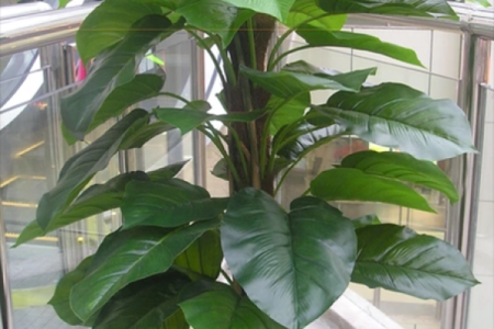 家庭绿植风水 家庭绿植风水好
