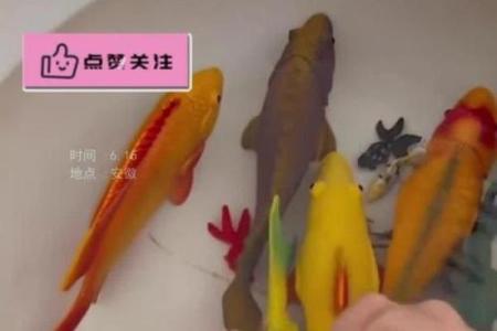 鱼缸里随便养几条鱼就算是风水鱼吗？