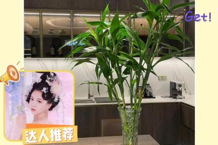 风水转运_鸿运竹养几根才更好