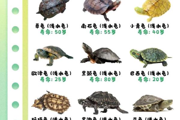 乌龟一般养几只吉利养龟风水养单数还是双数好