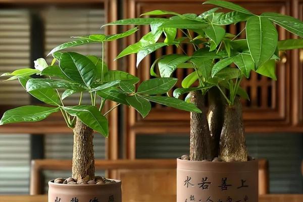 买了发财树，不要把方位摆错了