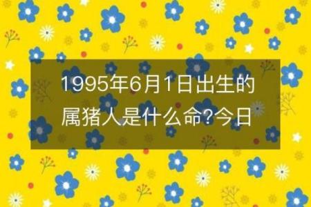 属猪男八字