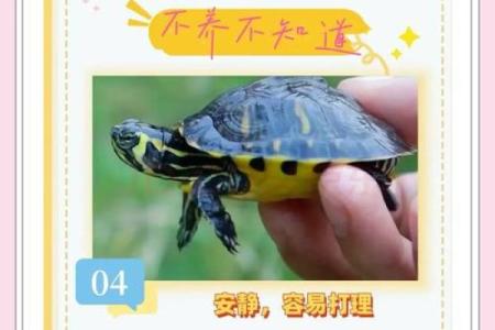 乌龟一般养几只吉利养龟风水养单数还是双数好