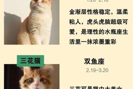 12星座摩羯座适合养什么狗