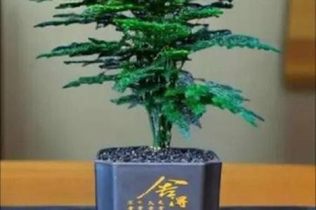 办公室花卉摆放风水 小小的一盆花也有讲究