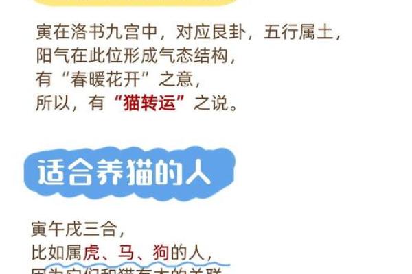 养猫能招财吗？你的八字能养猫吗