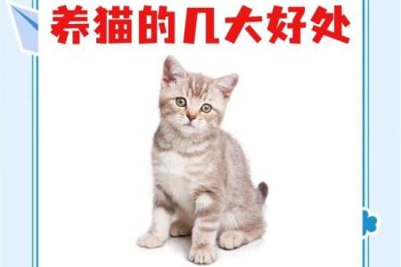 养猫能招财吗？你的八字能养猫吗