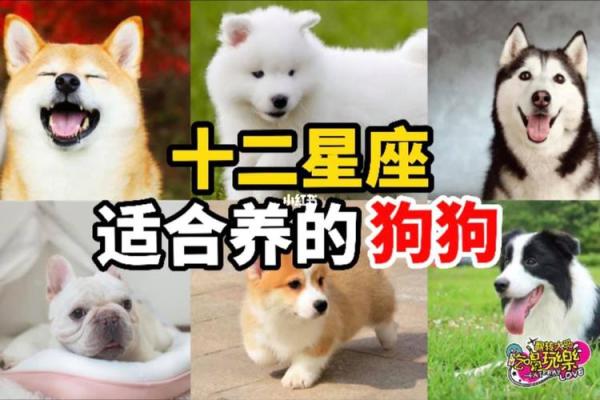 十二星座最喜欢的动物