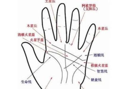 免费拍照看手相算命