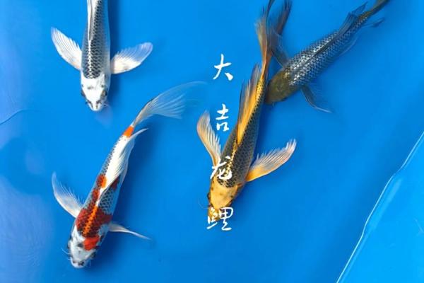 养鱼风水讲究需要注意哪些方面呢