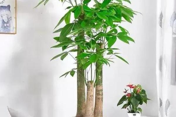 客厅风水布局怎么摆放才好提升财运小窍门