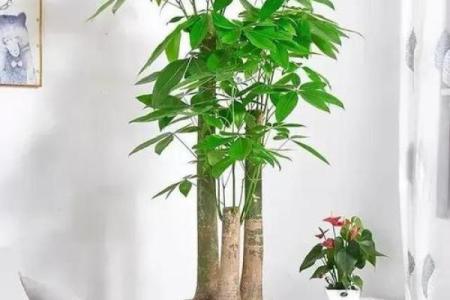 客厅风水布局怎么摆放才好提升财运小窍门