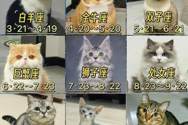 12星座分别适合什么坐骑