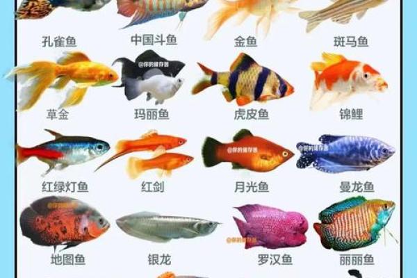 养鱼风水的忌讳有哪些呢