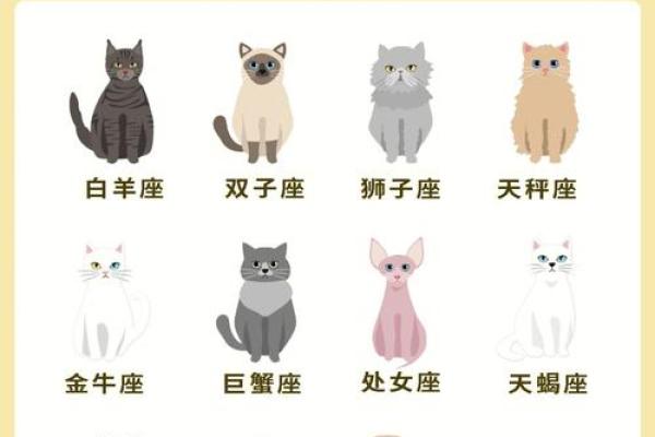 星座最适合什么猫类