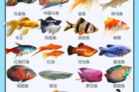 养鱼风水的忌讳有哪些呢
