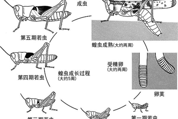 家中能养鸡鸭吗吉凶测试