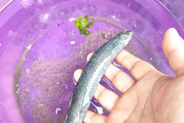 养泥鳅风水攻略
