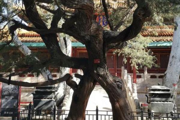 风水学说_北京故宫御花园种了好多柏树